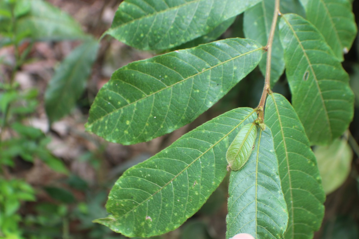 Antiaris toxicaria (J.F.Gmel.) Lesch.